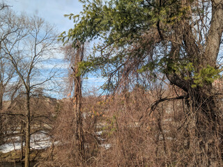 Snow-covered parklands along the train tracks in White Plains, New York, USA