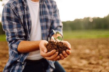 Fresh soil with new small green plant sprout in farmer hands. Organic farm sample cereal plant in...