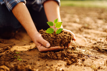 Fresh soil with new small green plant sprout in farmer hands. Organic farm sample cereal plant in fresh soil. Organic gardening, ecology concept.