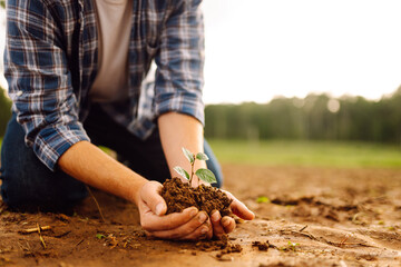 Fresh soil with new small green plant sprout in farmer hands. Organic farm sample cereal plant in fresh soil. Organic gardening, ecology concept.