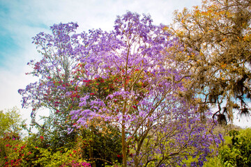 Fondo horizontal de un árbol color lila Jacaranda mimosifolia 