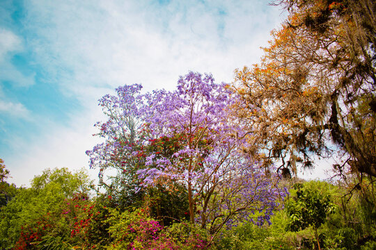 Arbol color morado con cielo azul llamado Jacaranda mimosifolia 