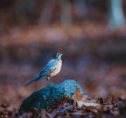 Portrait of an American Robin in the woods