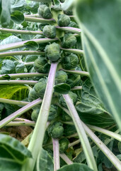 Brussels Sprouts growing on a stalk in the field
