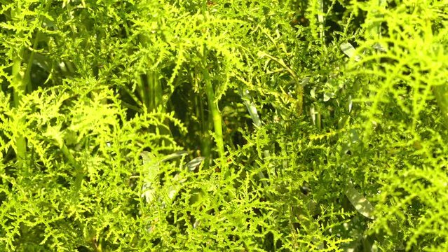 Pelargonium radens, rasp-leaf pelargonium is species of Pelargonium. It is in subgenus Pelargonium along with Pelargonium crispum and Pelargonium tomentosum.