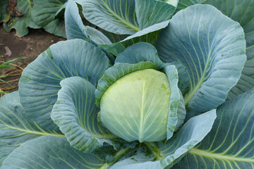 Obraz premium Growing Head of Cabbage in Garden