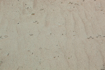 Close-up of yellow sand texture with dark algae and blades of grass on a beach in summer. Full frame shot. Horizontal. Background.