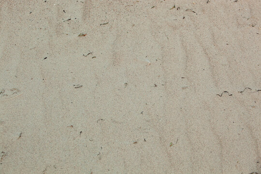 Close-up of yellow sand texture with dark algae and blades of grass on a beach in summer. Full frame shot. Horizontal. Background.
