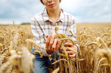 Woman  farmer checking the quality of wheat grain on the spikelets at the field. Woman farm worker...