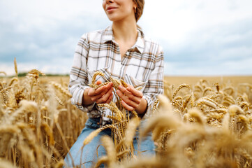 Woman  farmer checking the quality of wheat grain on the spikelets at the field. Woman farm worker...