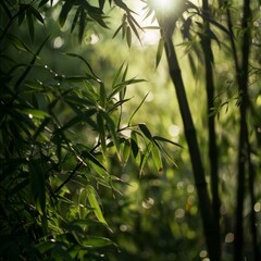 Naklejka premium A Tranquil Spring Day: The Soft Glow of Sunlight Through the Bamboo Grove