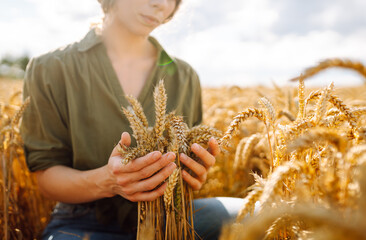 Woman agronomist in a field checks the growth of the crop. Growth nature harvest. Agriculture farm.