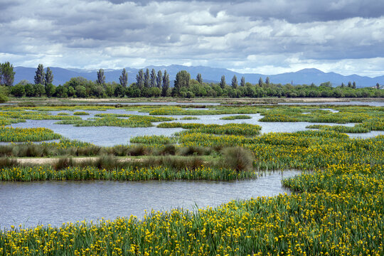 Salburua wetland with flowering plants in spring near Vitoria city.