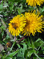 Close-up of a honey bee on a yellow spring dandelion blossom