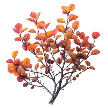 A tree branch with orange autumn leaves, isolated