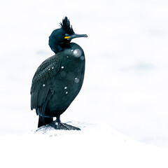 European Shag bird  in snow