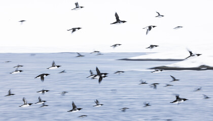  guillemots in flight with intentional camera movement