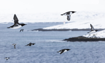  guillemots in flight against snow covered arctic landscape