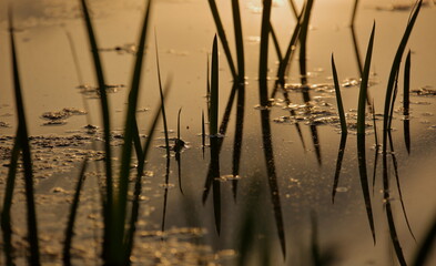 Reeds at sunset with reflections in the water