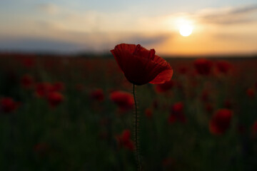 poppy field in sunset