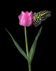 bright spotted tropical butterfly on purple tulip flower isolated on black