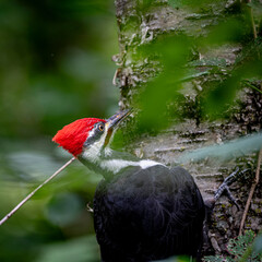 woodpecker in a tree