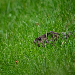groundhog in the grass