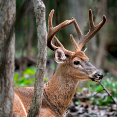 deer resting in the grass