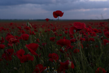 red poppy field