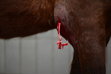 Notfallmäßige Behandlung einer Bursitis am Ellbogen eines braunen Pferdes - obrazy, fototapety, plakaty