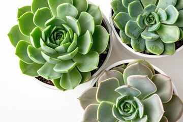 succulent plants in white pots against a white background