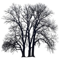 Striking illustration of large, leafless hardwood trees silhouetted against a white background.