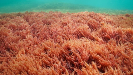 Red alga, harpoon weed Asparagopsis armata, underwater in the Atlantic ocean, natural scene, Spain, Galicia, Rias Baixas