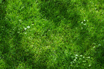 Grass texture. lawn background. Green backyard. Green field wallpaper.