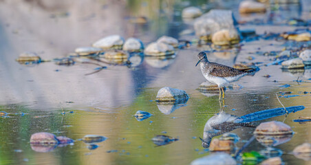 Solitary sandpiper wades in a shallow lake.