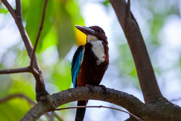 White-throated kingfisher (Halcyon smyrnensis)