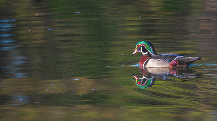 Closeup of a male wood duck swimming in a pond, its reflection in the water.