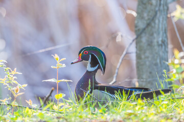 Closeup of a male wood duck standing in the grass in spring. - obrazy, fototapety, plakaty