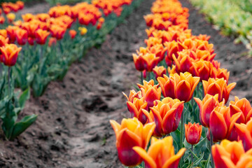 Row of Beautiful Red Tulip Blooming in Field of Smiilar at Woodburn Tulip Farm Near Portland, OR