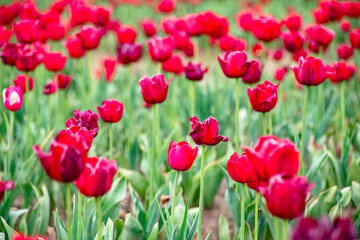 Field of Blooming Romantic Red Tulip Flowers in Field at Woodburn Tulip Farm, Oregon