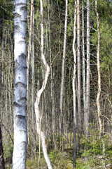 vertical image with birch trees in the forest