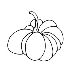 Botanical sketch, outline of a pumpkin. Vector graphics.
