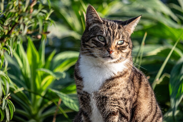 Tabby cat with a sharp gaze, white chest, perched amidst greenery, exuding natural elegance, used for luxury pet product advertising.