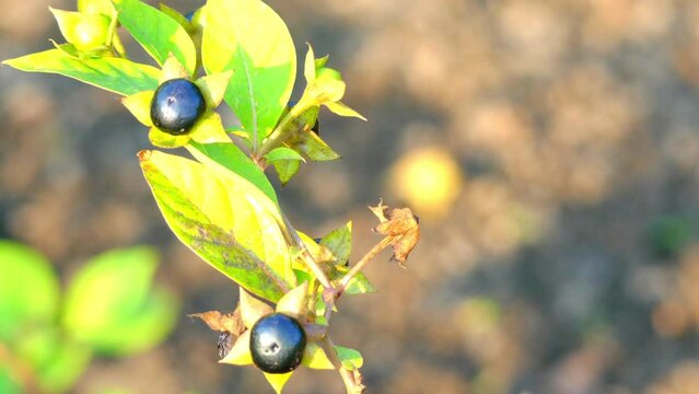 Atropa belladonna (deadly nightshade)