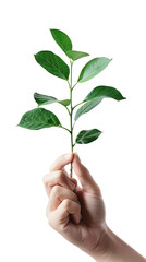 hand holding plant, environmental care, ecological concept, isolated white background