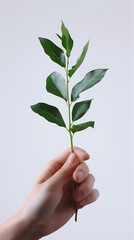 hand holding young plant isolate on white background