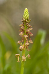 Orchid (Aceras anthropophorum). Man orchid flower Aceras antropophorum. Monte Doglia, Alghero, Sardinia. Italy.