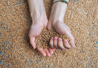 Two female hands hold many grains of wheat in a handful of palms and sprinkle them. The concept of...