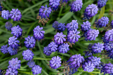 Purple flowers in early spring in the garden. Muscari blooms.