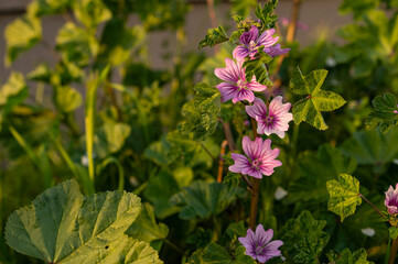 High or Tall Mallow is Herbaceous biennial plant. Malva Sylvestris is a species of the family Malvaceae.